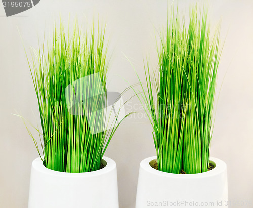 Image of Decorative green grass in white vases