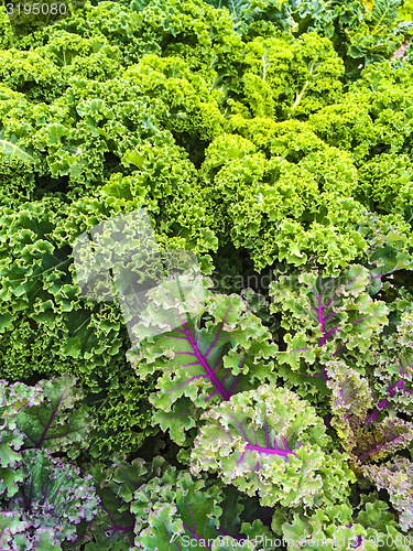Image of Curly lettuce in summer vegetable garden
