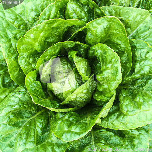 Image of Close-up of green butterhead lettuce