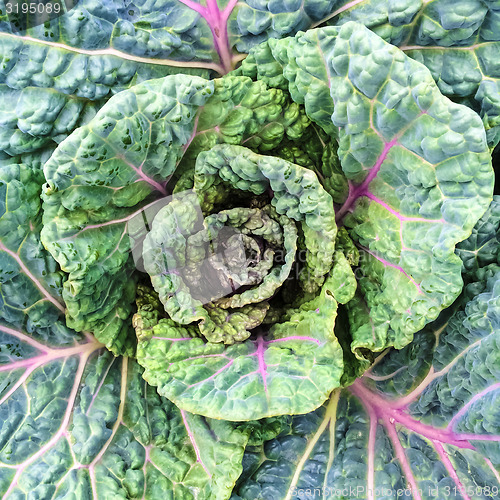 Image of Colorsa Savoy cabbage