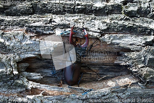 Image of forest stag