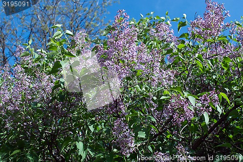 Image of lilac
