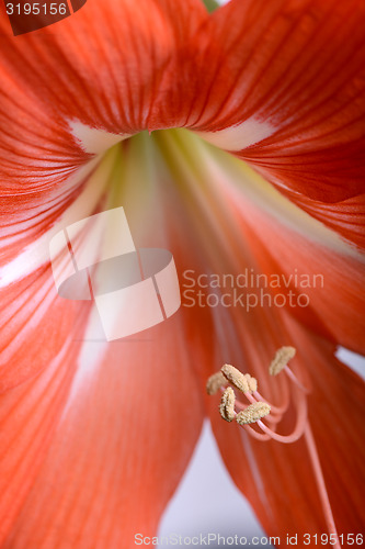 Image of beautiful red gladiolus, close up