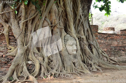 Image of The head of the sandstone buddha image in Ayudhya