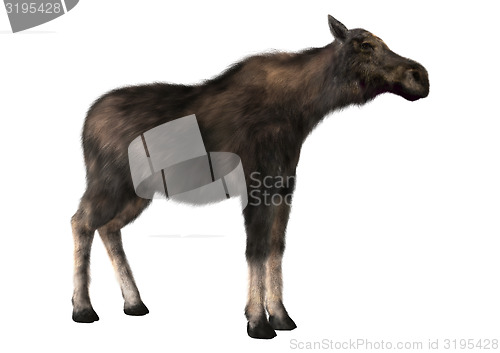 Image of Female Moose