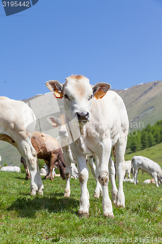 Image of Free calf on Italian Alps