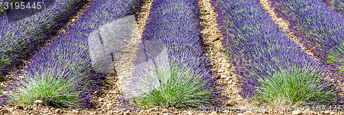 Image of Lavander field