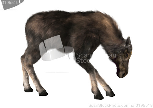 Image of Female Moose