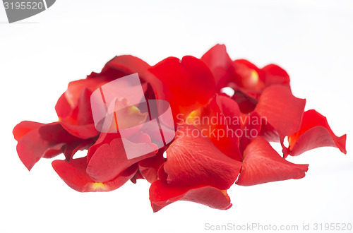 Image of Red rose petals 