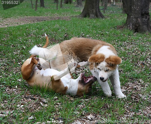 Image of Playing dogs