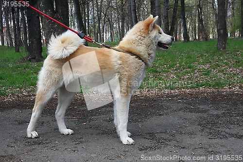 Image of Akita Inu 