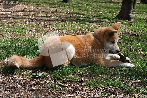 Image of Akita Inu puppy