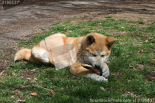 Image of Akita Inu puppy