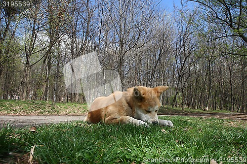 Image of Akita Inu puppy