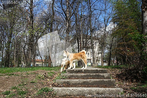 Image of Akita Inu puppies