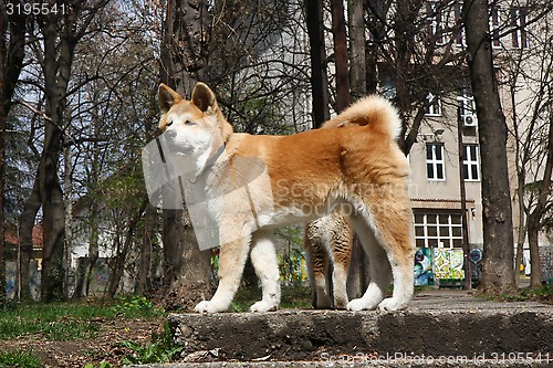 Image of Akita Inu puppies