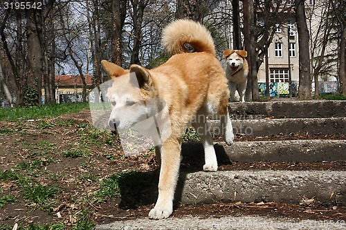 Image of Akita Inu puppies