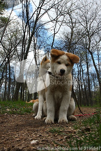 Image of Dogs in the forest