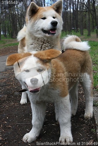 Image of Dogs in the forest