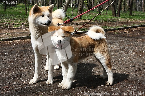 Image of Dogs in public park