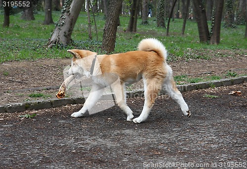 Image of Akita Inu puppy