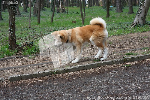 Image of Akita Inu puppy