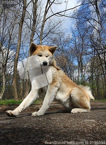 Image of Akita Inu