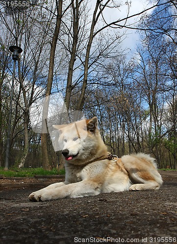 Image of Akita Inu