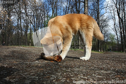 Image of Akita Inu puppy