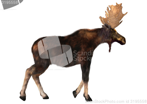 Image of Male Moose