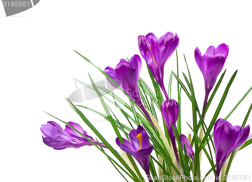 Image of crocuses