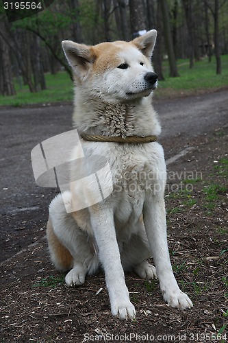 Image of Akita Inu