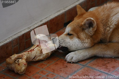 Image of Akita Inu puppy