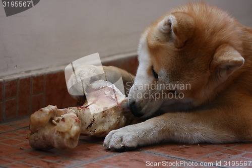 Image of Akita Inu puppy