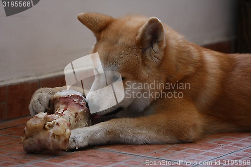 Image of Akita Inu puppy