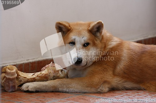 Image of Akita Inu puppy