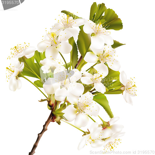 Image of Blossoming cherry realistic branch. EPS 10