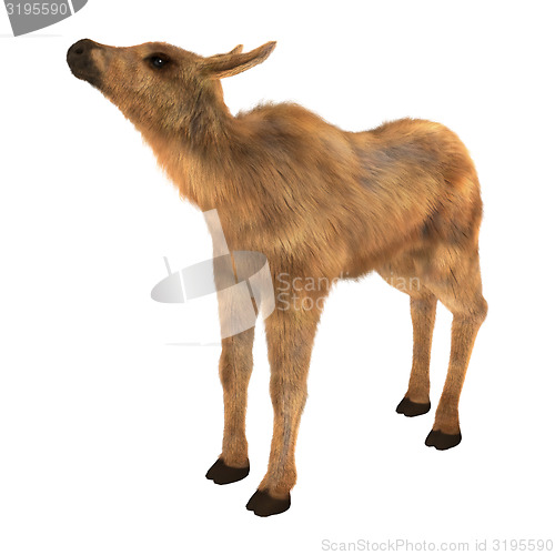 Image of Moose Calf