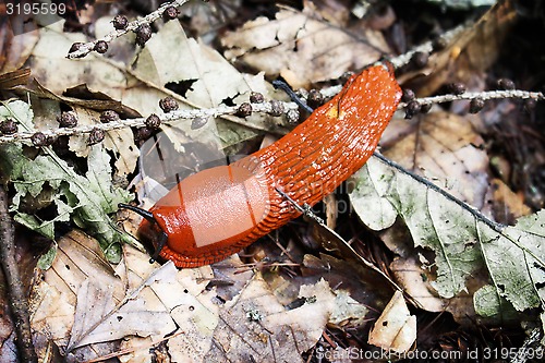 Image of Red slug Arion rufus