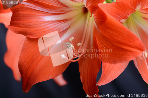 Image of beautiful pink gladiolus, close up