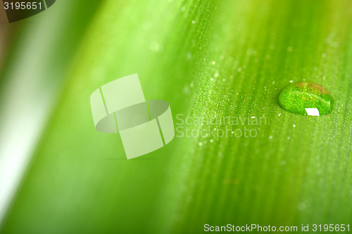 Image of Water drops on fresh green leaf, isolated on white