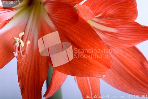 Image of beautiful red gladiolus, close up