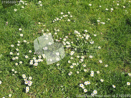 Image of Daisy flower