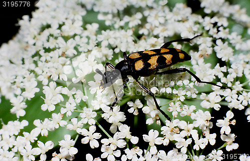 Image of Longhorn Beetle on Flower.