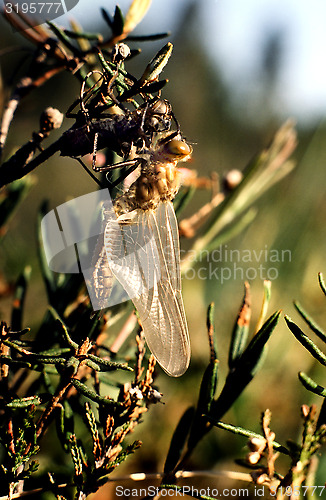 Image of Dragonfly crawls out of its larval skin.