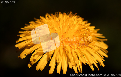 Image of Flower crabspider on Dandelion.