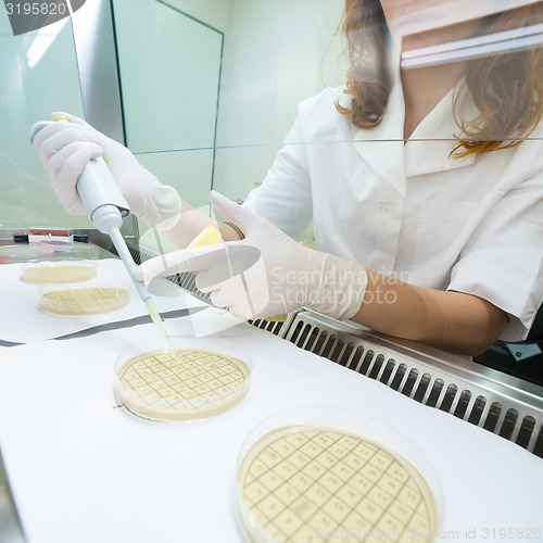 Image of Life scientist researching in the laboratory.