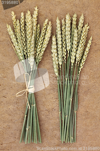 Image of Ears of Wheat