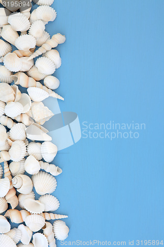 Image of White Shells on Blue