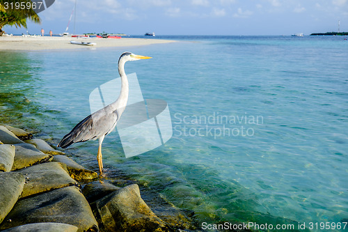 Image of Grey Heron